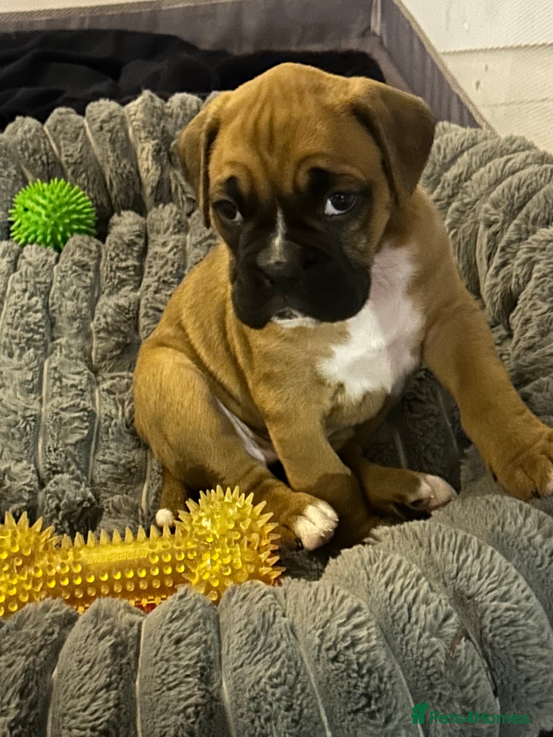Boxer dogs for sale: Boxer puppy female - Advert 2