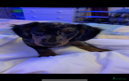Miniature Dachshund dogs for sale: Beautiful silver dapple long haired girl - Image 2