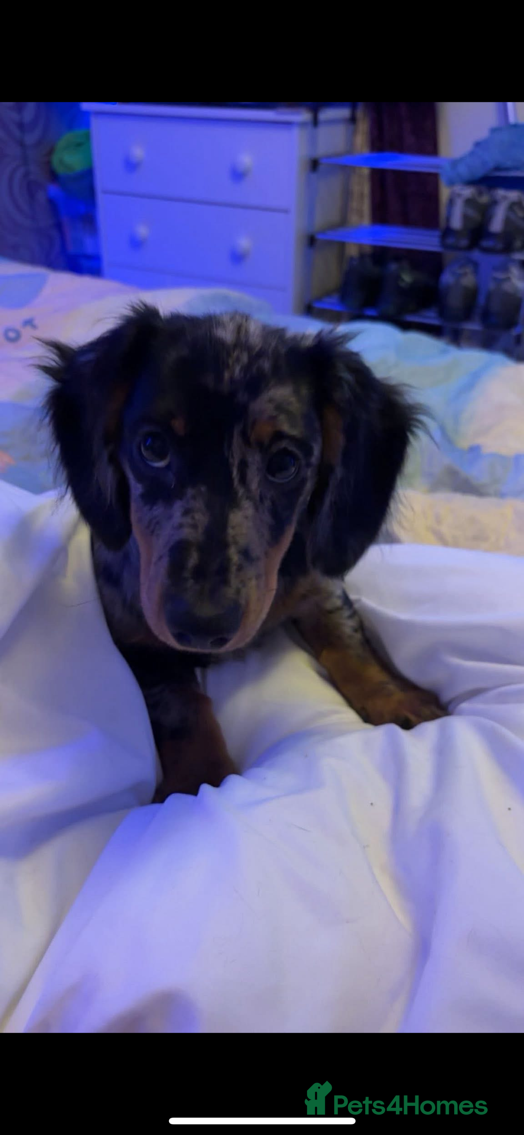 Miniature Dachshund dogs for sale: Beautiful silver dapple long haired girl - Image 2