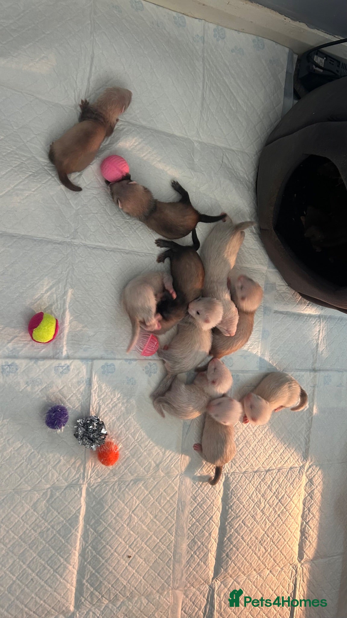 Ferret rodents ferret kits for sale  - Advert 16