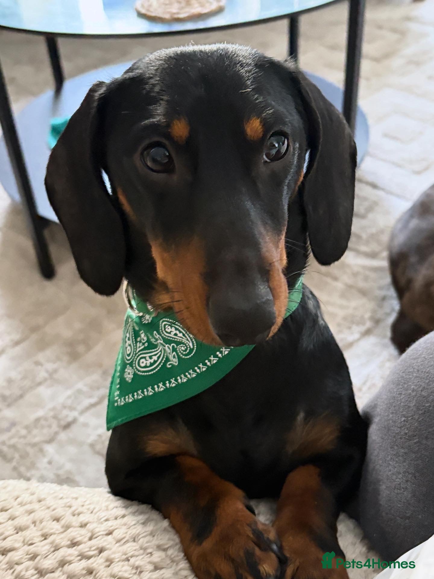 Miniature Dachshund dogs  STUD, Joey our beautiful Black and Tan dachshund - Advert 3