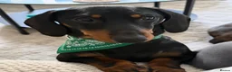 Miniature Dachshund dogs for stud:  STUD, Joey our beautiful Black and Tan dachshund in Merthyr Tydfil - Advert 1