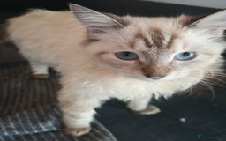 Ragdoll cats for sale: TICA Ragdoll Kittens (pet only)  - Image 18