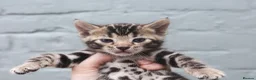 Bengal cats for sale: Unique Line Bengals Expected  - Advert 2