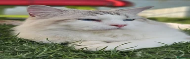 Ragdoll 1