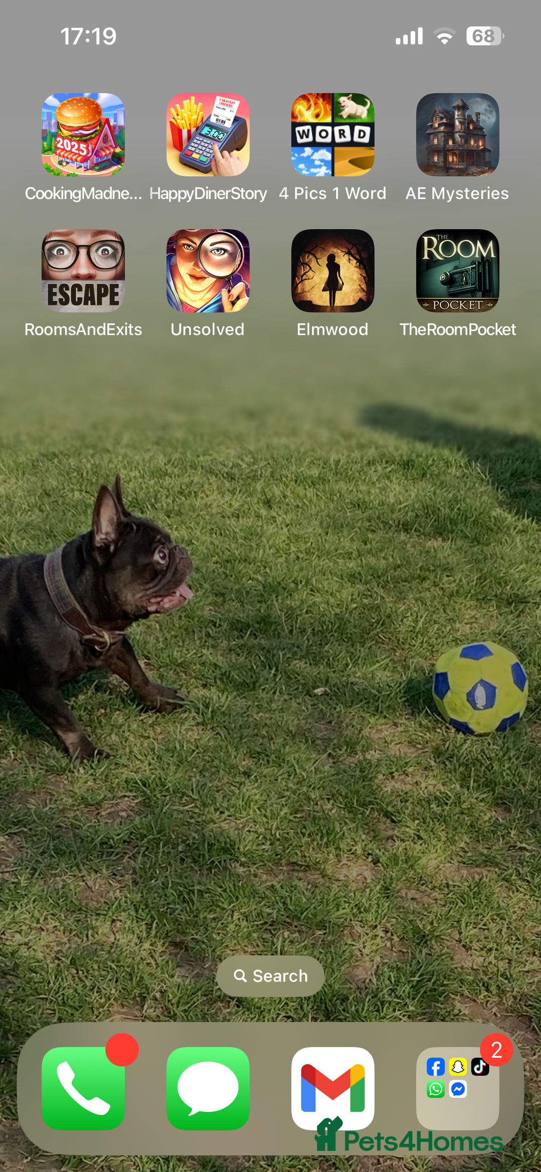 French Bulldog dogs for sale: 5 year old French bulldog - Advert 2