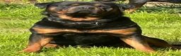 Rottweiler dogs for sale: Rottweiler puppies West Sussex / Surrey border - Advert 11