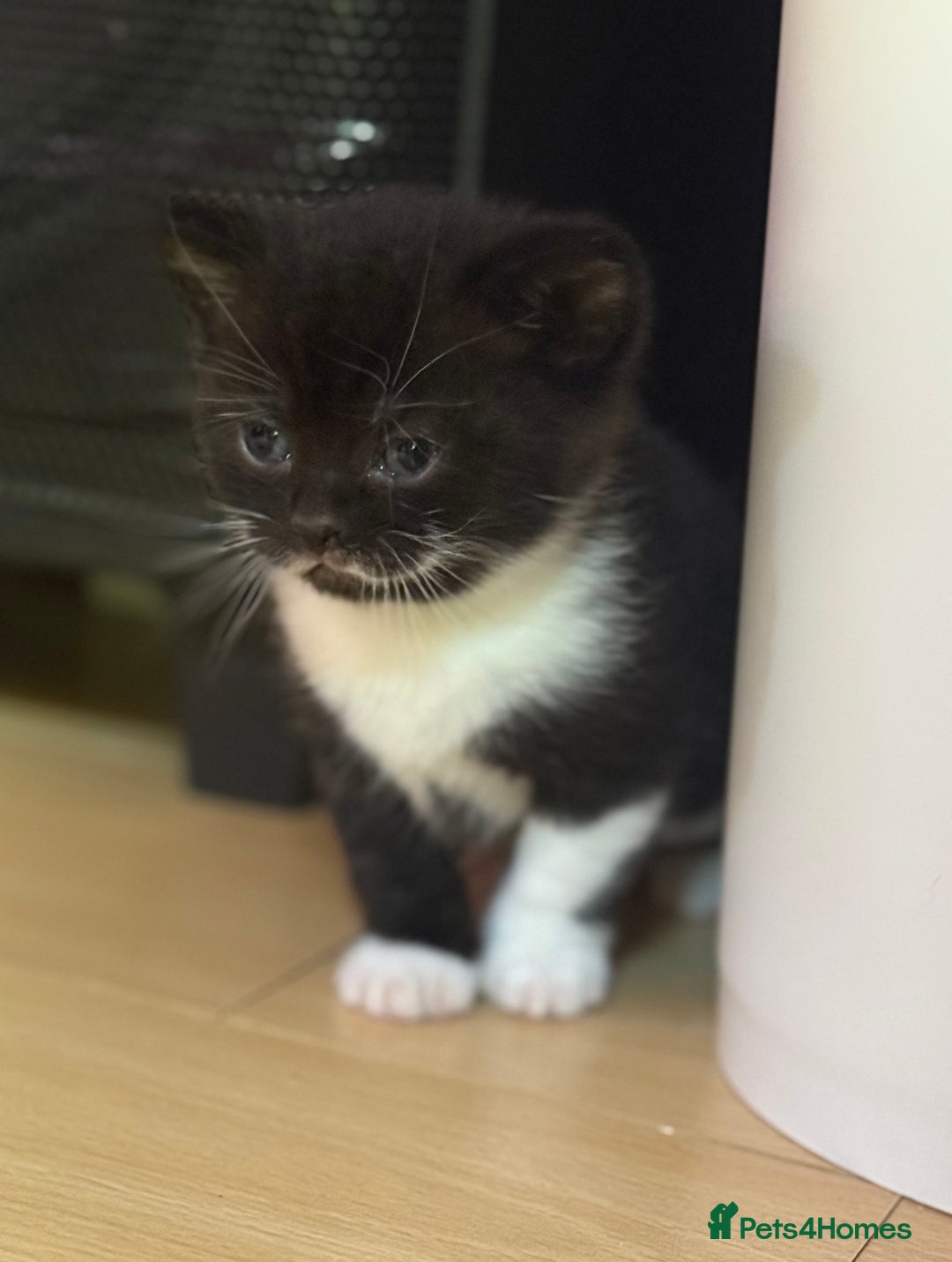 Brazilian Shorthair cats for sale: Kitten 🐈‍⬛  - Image 8