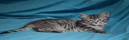 Mixed Breed cats for sale: 6 Gorgeous kittens for sale - Advert 33