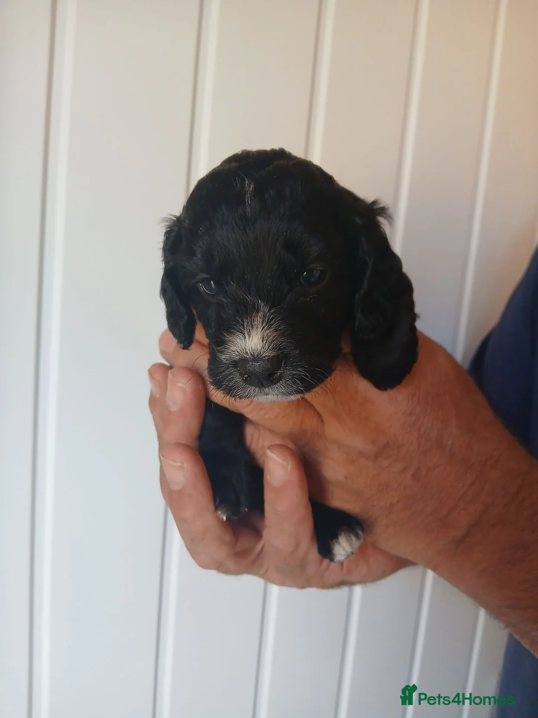 Cockapoo dogs for sale: Beautiful healthy F1 Cockapoo puppies - Advert 2