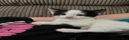 Mixed Breed cats for sale: Mix Angora kittens  - Advert 14