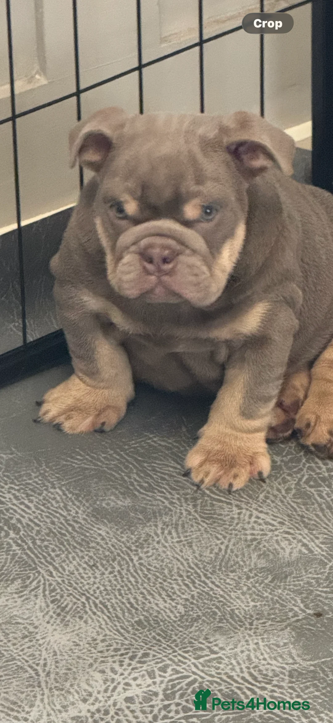 English Bulldog dogs for sale: British bulldogs  - Advert 6