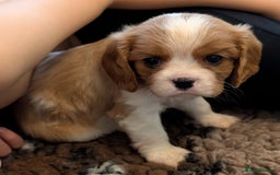 Cavalier King Charles Spaniel dogs for sale: KC Health Tested Cavalier King Charles Spaniels - Image 16