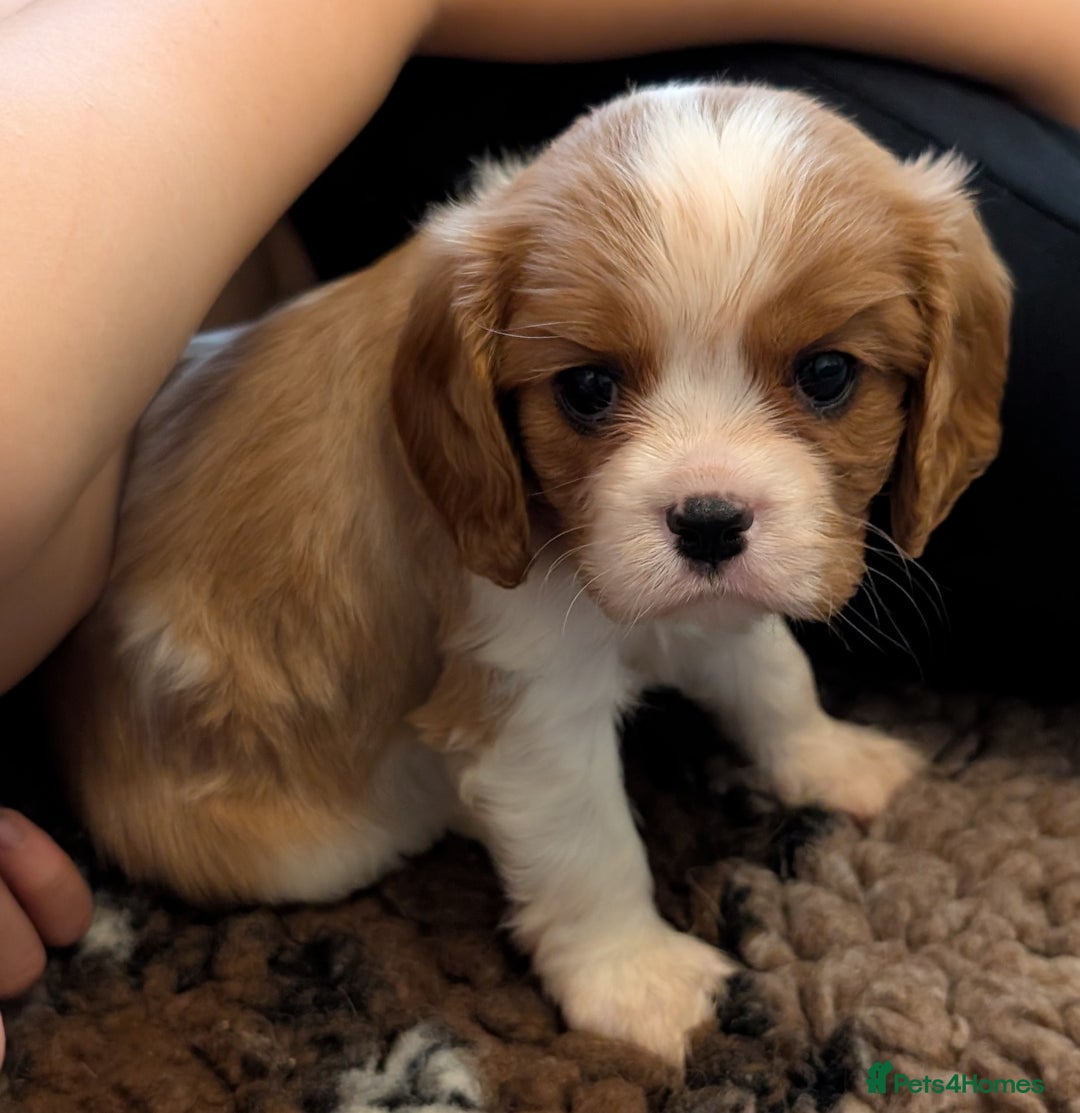 Cavalier King Charles Spaniel dogs for sale: KC Health Tested Cavalier King Charles Spaniels - Image 16