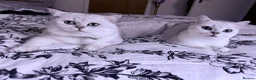 British Shorthair cats for sale: Last girl left - British Shorthair Silver Tipped - Advert 7