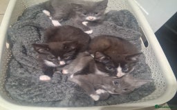 Mixed Breed cats for sale: Mixed breed , Maine coon x rag doll x local tom ! - Image 7