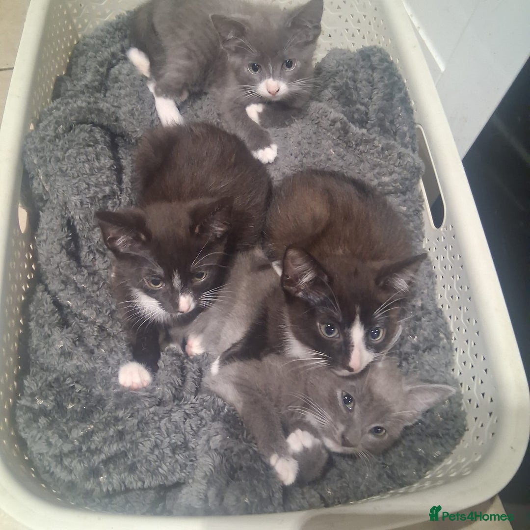 Mixed Breed cats for sale: Mixed breed , Maine coon x rag doll x local tom ! - Image 7