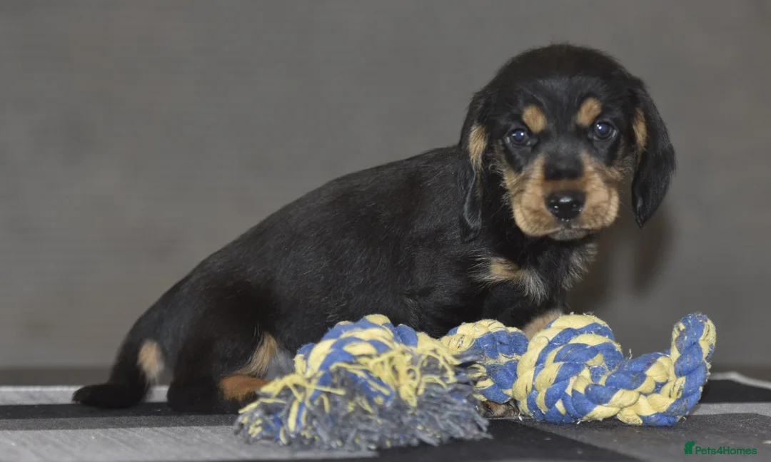 Dachshund dogs for sale: Stunning dachshund pups - Advert 2
