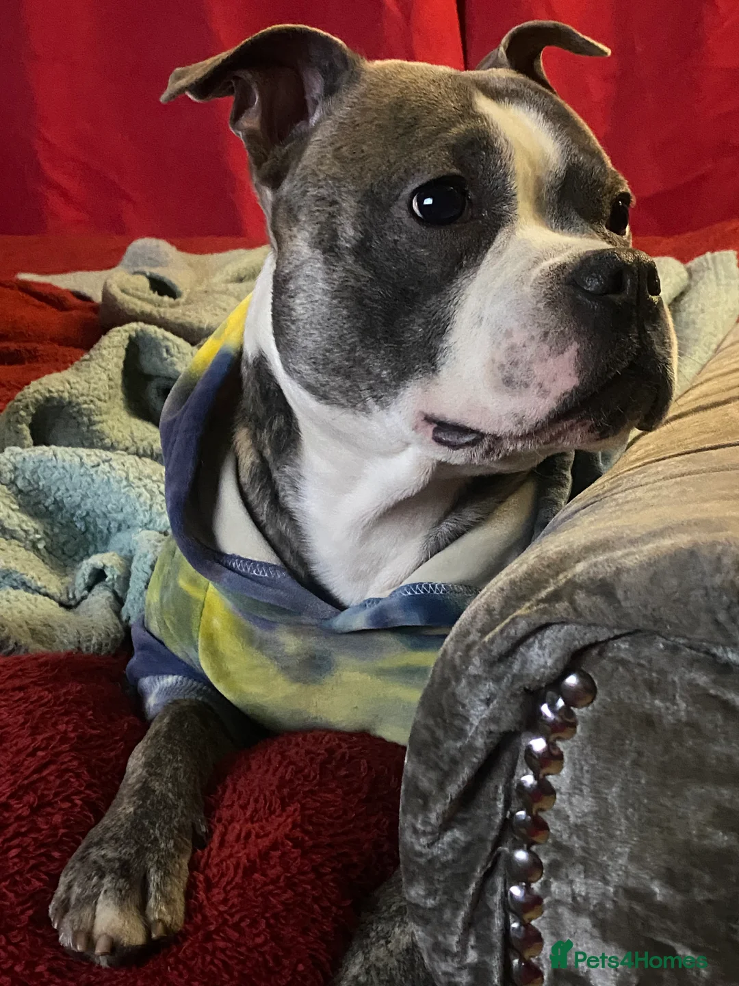 Staffordshire Bull Terrier dogs for sale: Staffordshire Bull Terrier x Bulldog - Advert 2