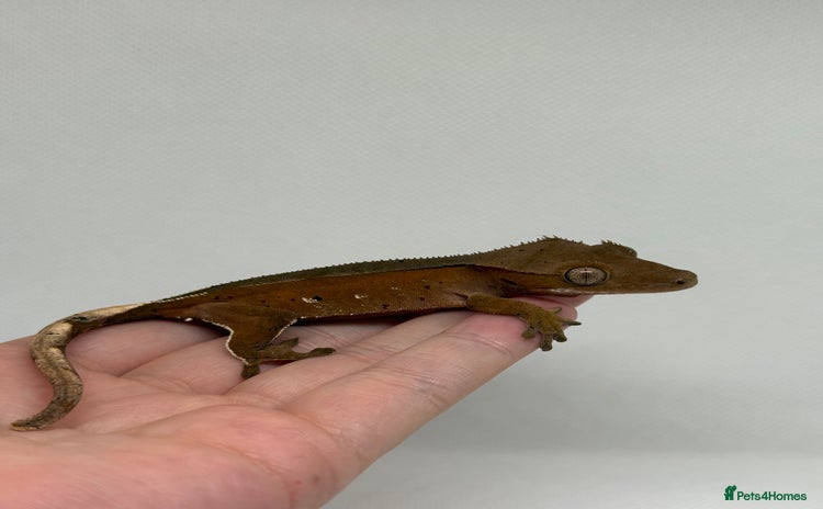 Gecko reptiles in Southampton - Advert 12