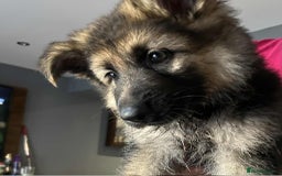 German Shepherd dogs for sale: Pure breed German shepherd puppy girl - Image 4