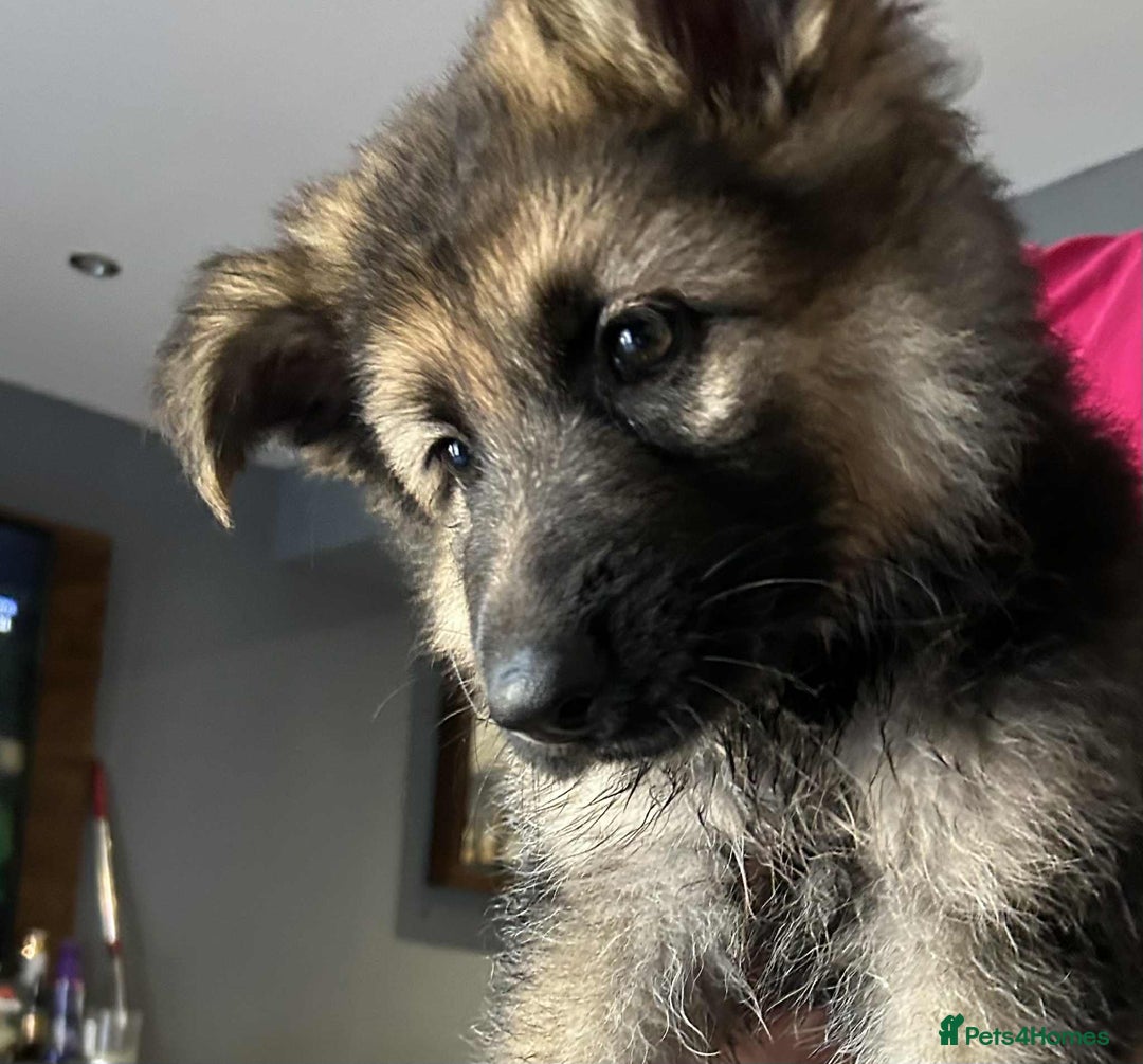 German Shepherd dogs for sale: Pure breed German shepherd puppy girl - Image 4