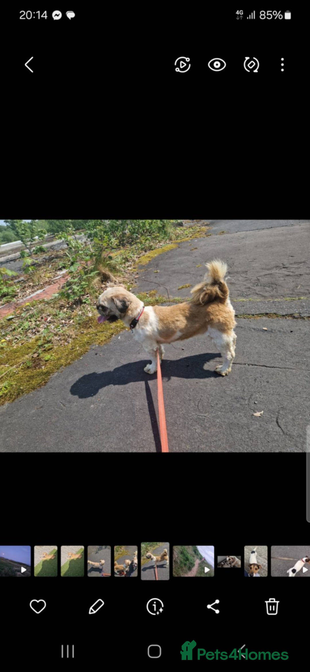 Shih Tzu dogs for sale: Shih tzu male - Advert 1