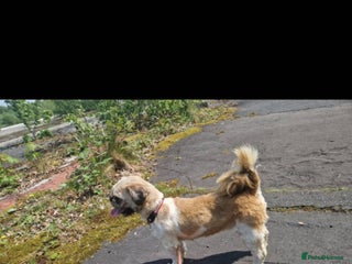 Shih Tzu dogs Shih tzu male - Advert 15