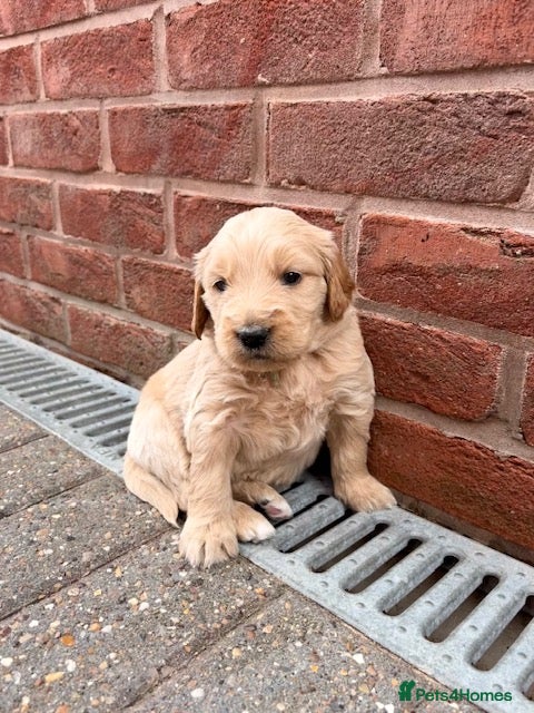 Goldendoodle dogs Australian Golden Doodle Puppies - Advert 18