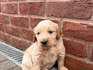 Goldendoodle dogs Australian Golden Doodle Puppies - Advert 2