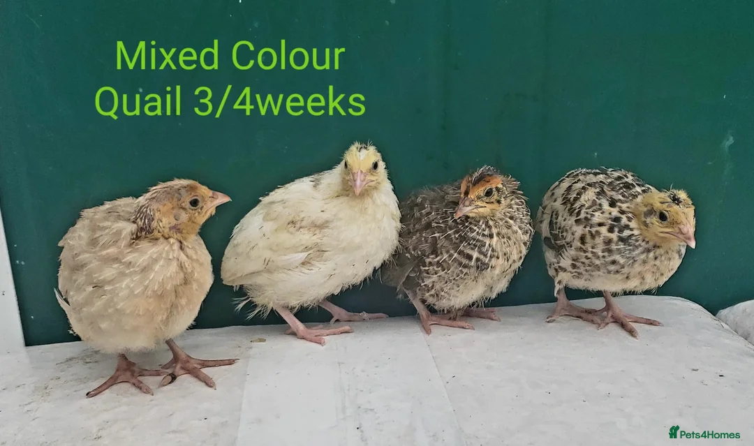 Quail poultry for sale: Quail Japanese/Italian, Celadon, Chinese/Button - Advert 1