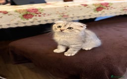 Scottish Fold cats for sale: Adorable Scottish Fold Kittens - Advert 5