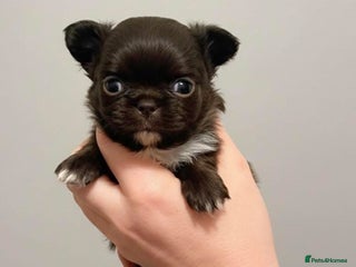 Chihuahua dogs Chihuahua - Advert 6