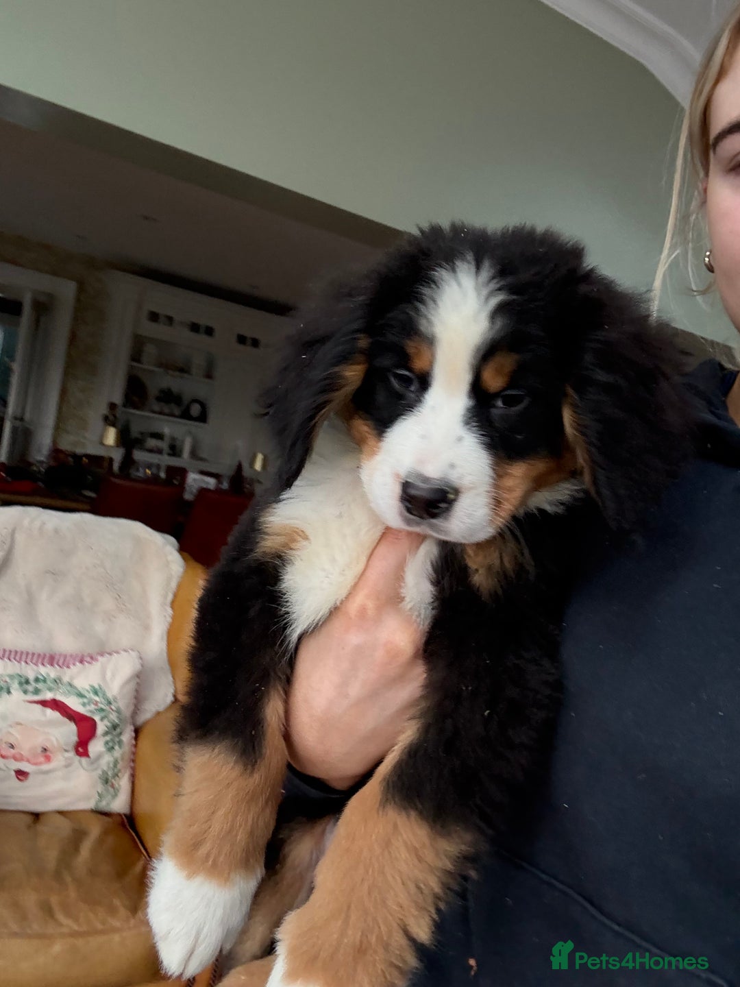 Bernese Mountain Dog dogs for sale: Bernese Mountain Dog Pups  - Advert 16