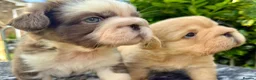 French Bulldog dogs for sale:  **  fluffy French bulldog pups - Advert 12