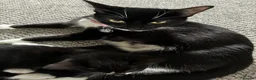 British Shorthair cats for sale: The Tuxedo Esquire, Sisters - Advert 1