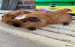 Guinea Pig rodents for sale: Funky guinea pigs - Image 1