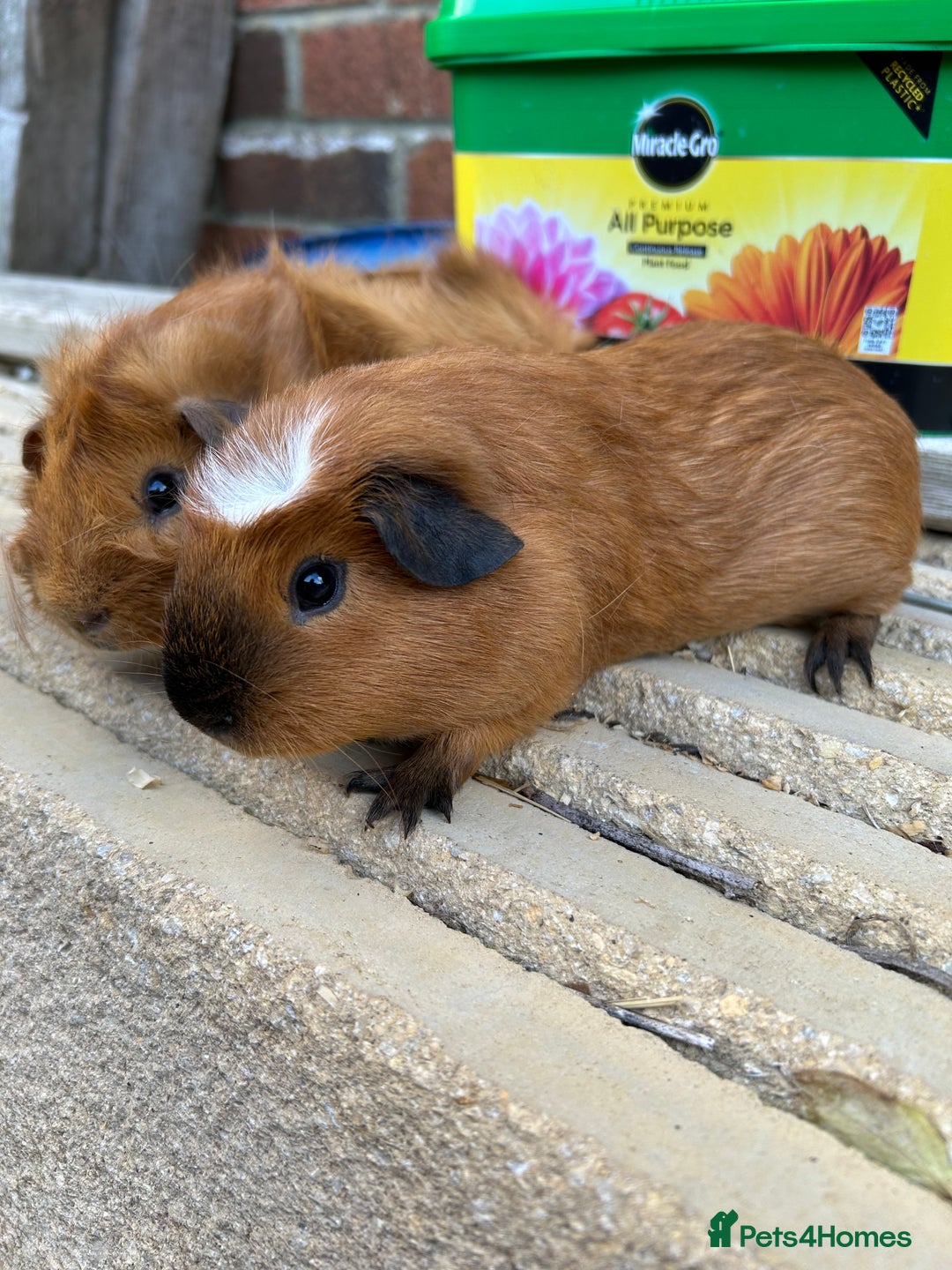 Guinea Pig rodents for sale: Funky guinea pigs - Image 1