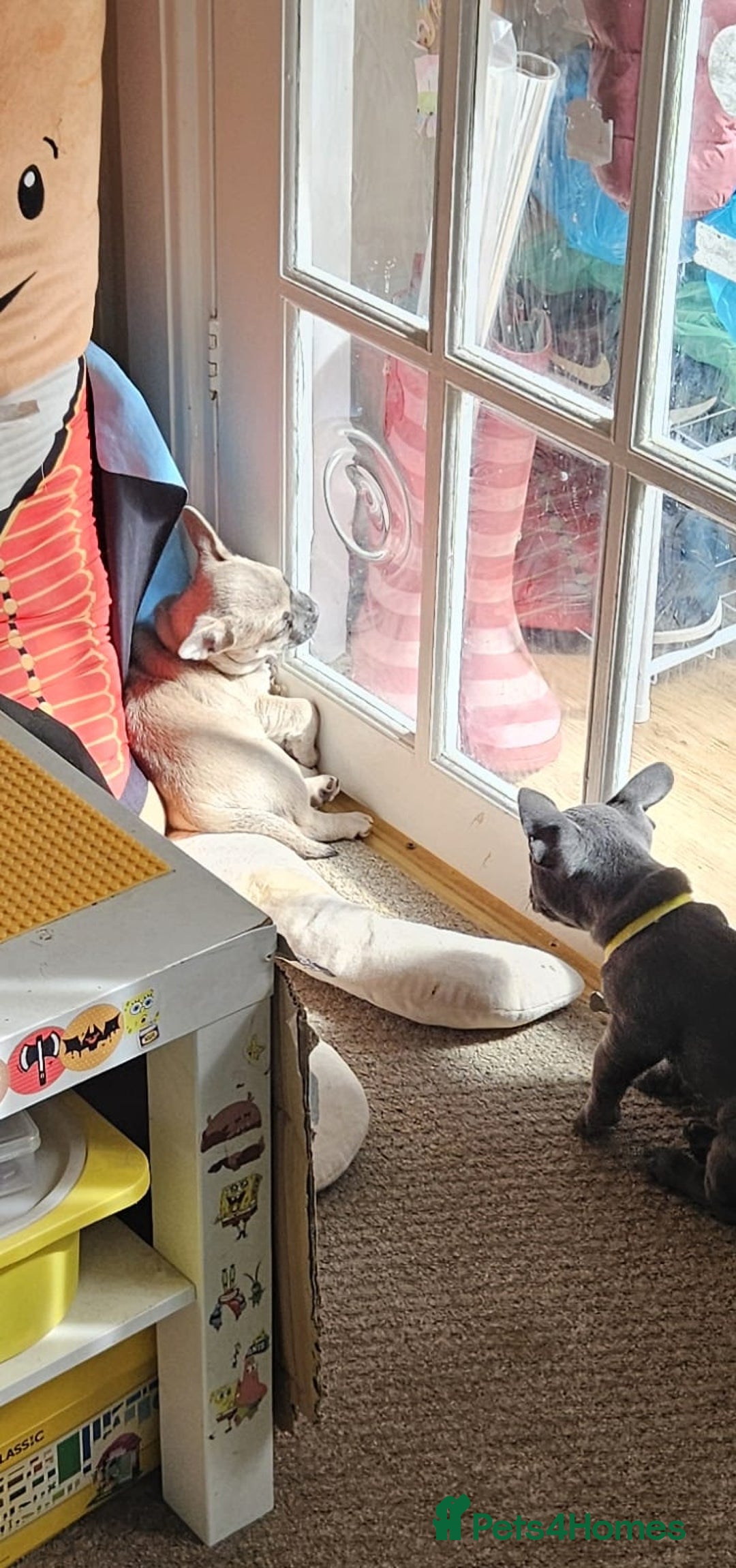Mixed Breed dogs for sale: 🐶 Lovely Frenchie x Chihuahua Puppies - Image 17