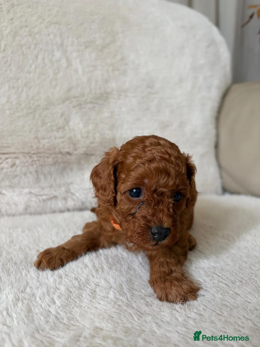 Cavapoo dogs for sale: Cavapoo puppies (Extensively health tested) F1b  - Advert 38