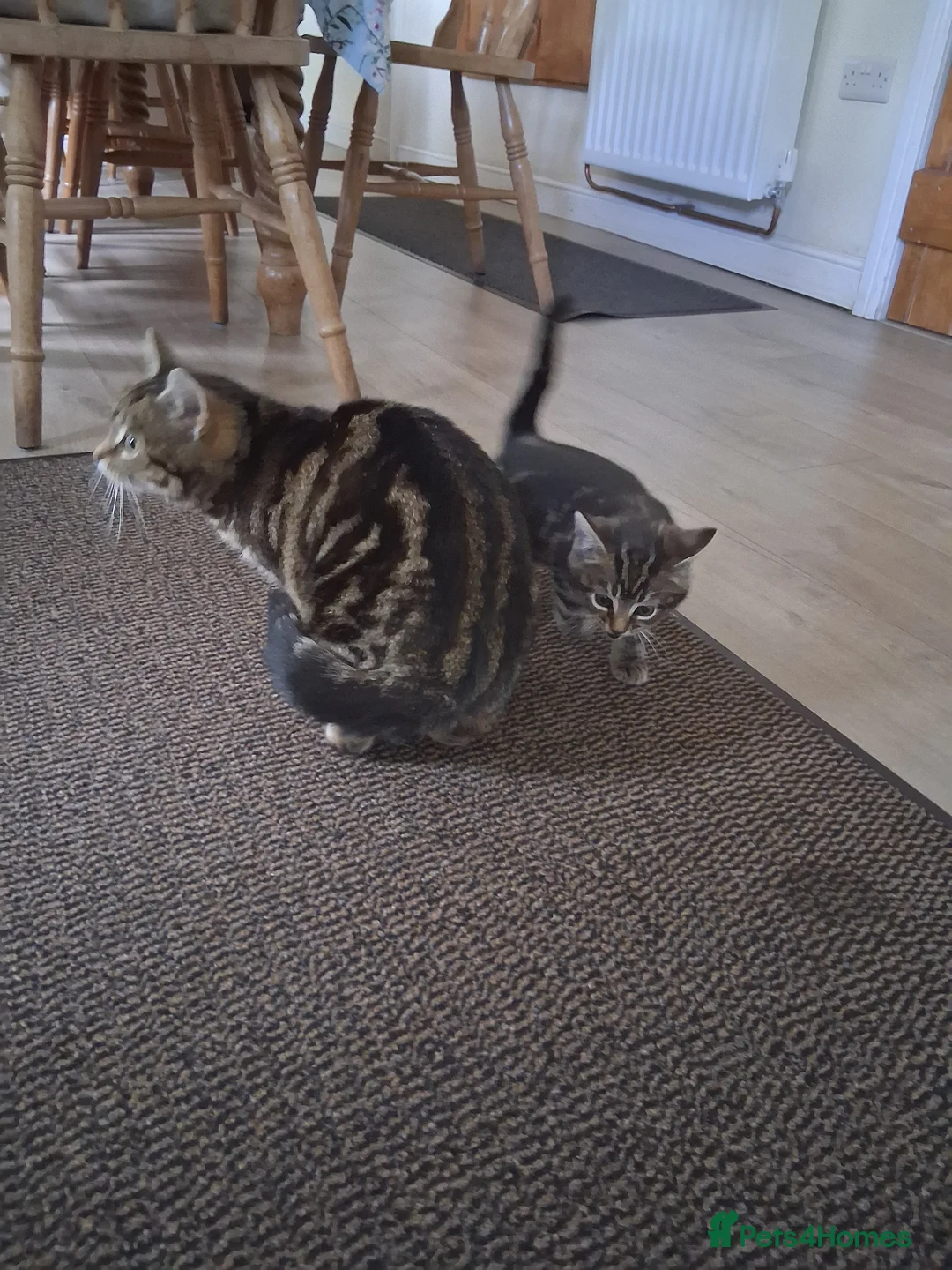 Mixed Breed cats for sale: 2 beautiful tabby male kittens  - Advert 2