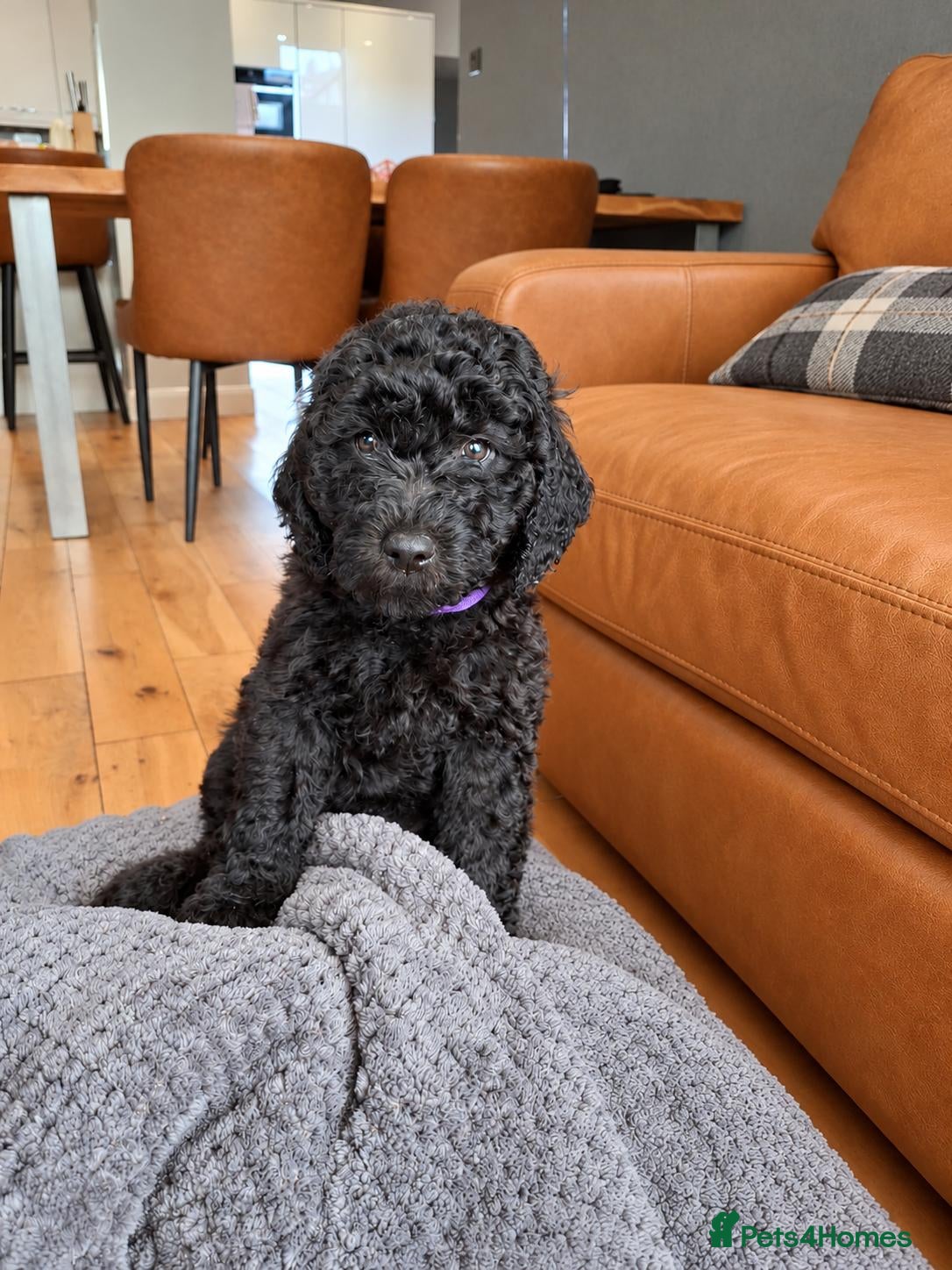 Labradoodle dogs ❤️ Raised With Love Health-Tested Labradoodles - Advert 2