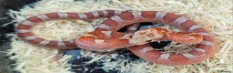 Corn Snake reptiles for sale: Dec 2025 bloodred/toffee bloodred corn snakes - Advert 5