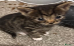 Mixed Breed cats for sale: 3x tuxedo 1x all black kittens - Image 15