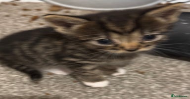 Mixed Breed cats - Advert 7