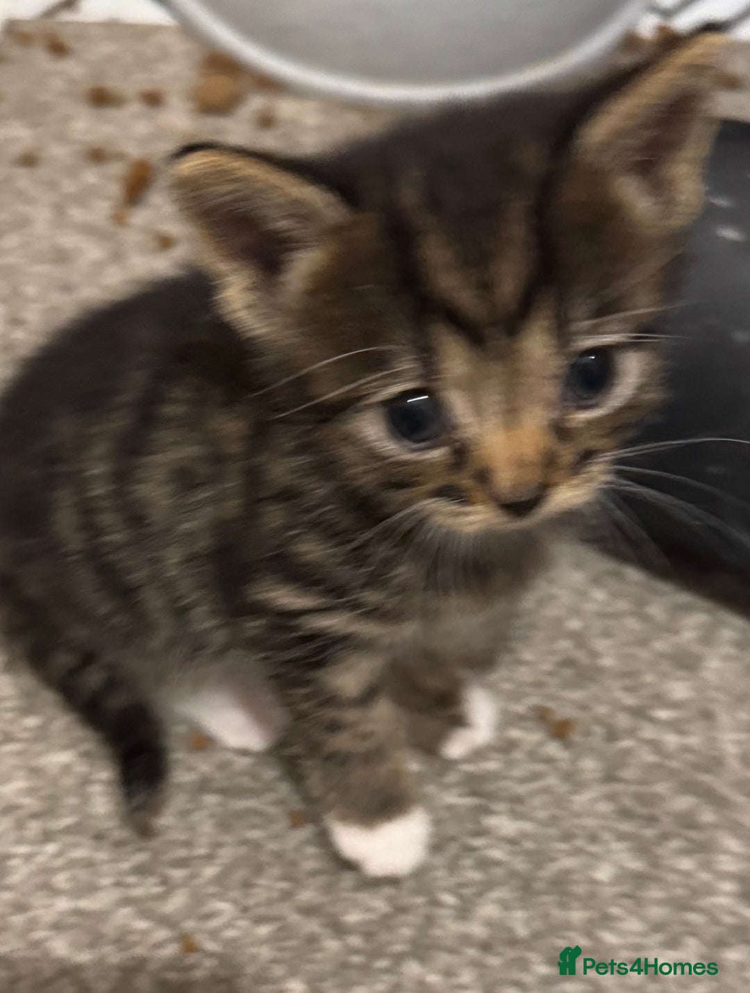 Mixed Breed cats for sale: 3x tuxedo 1x all black kittens - Image 15