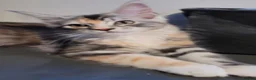 Maine Coon cats for sale: TICA Reg Maine Coon kittens ready now! - Advert 4