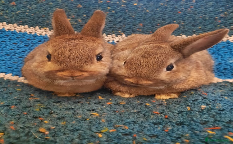 Netherland Dwarf rabbits - Advert 4