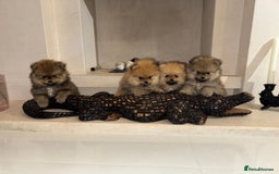 Pomeranian dogs for sale: UK's Best Toy Pomeranian Puppies  - Image 1