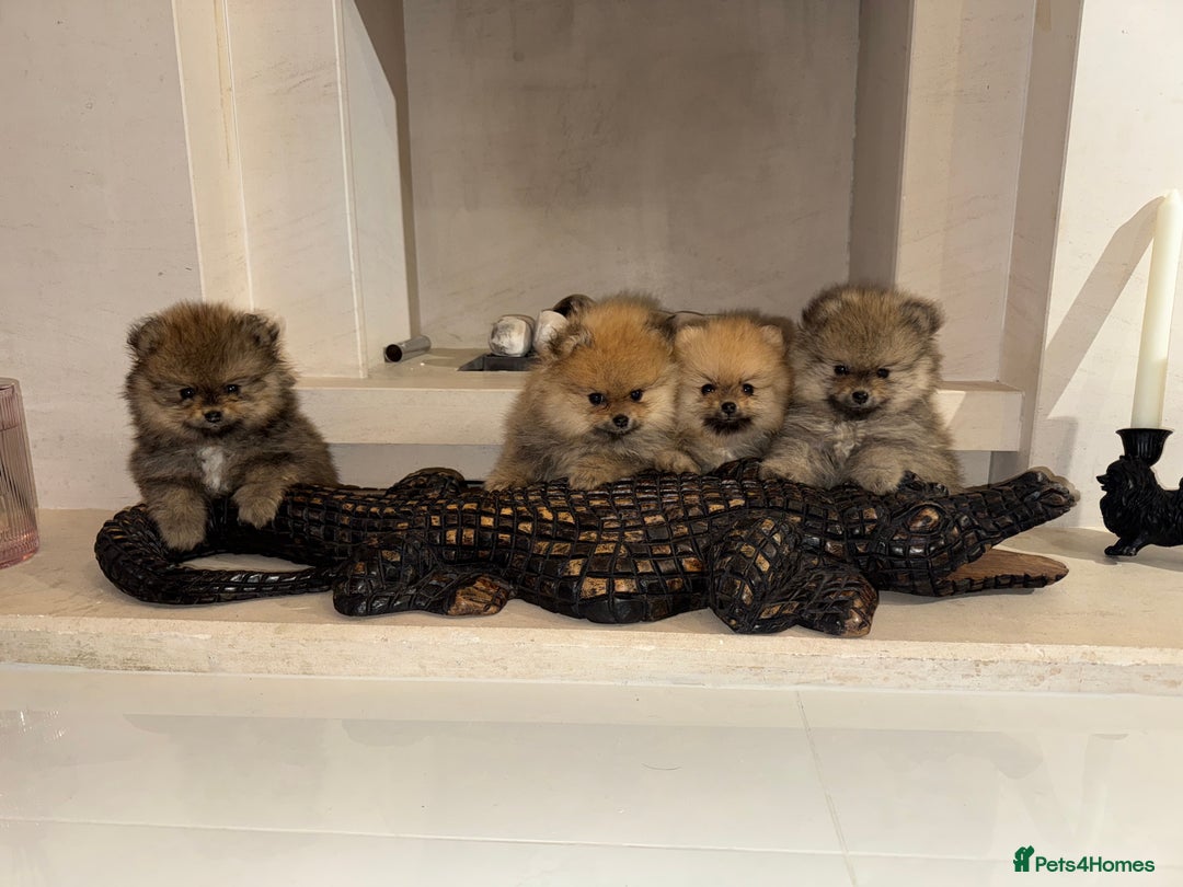 Pomeranian dogs for sale: UK's Best Toy Pomeranian Puppies  - Image 1